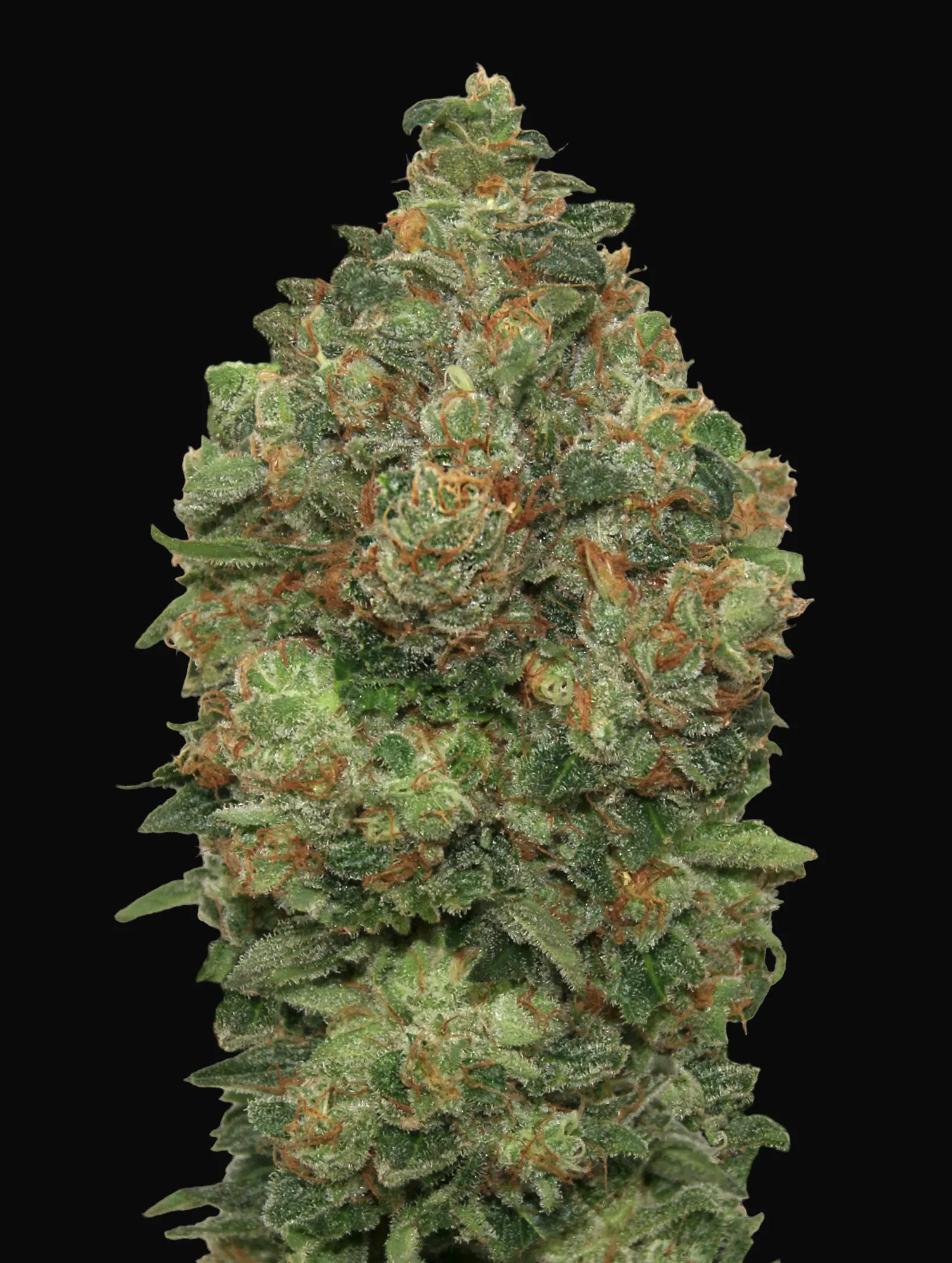 Auto Critical Soma