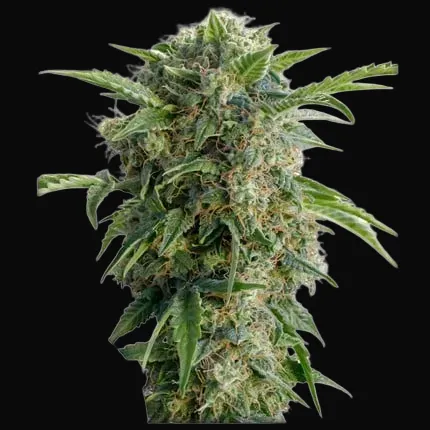 Auto Daiquiri Lime