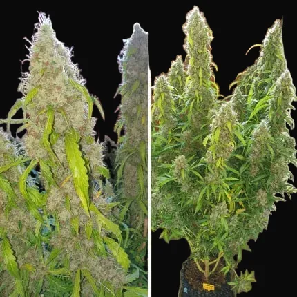Auto Daiquiri Lime