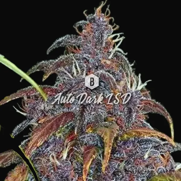 Auto Dark LSD