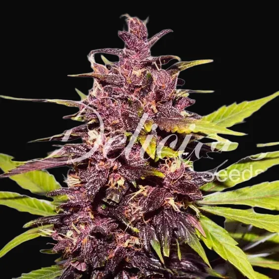 Auto Dark Purple