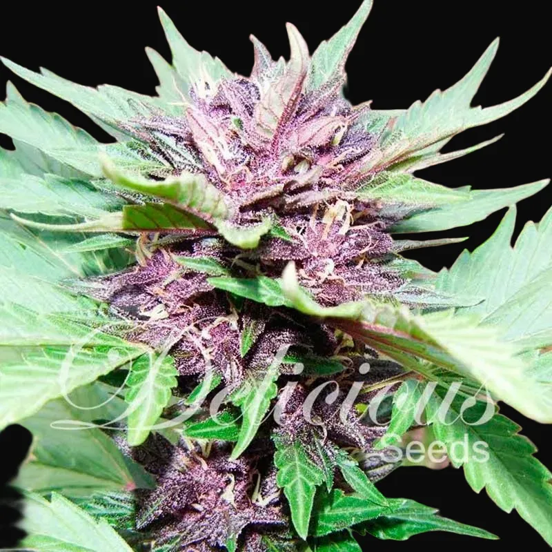 Auto Dark Purple