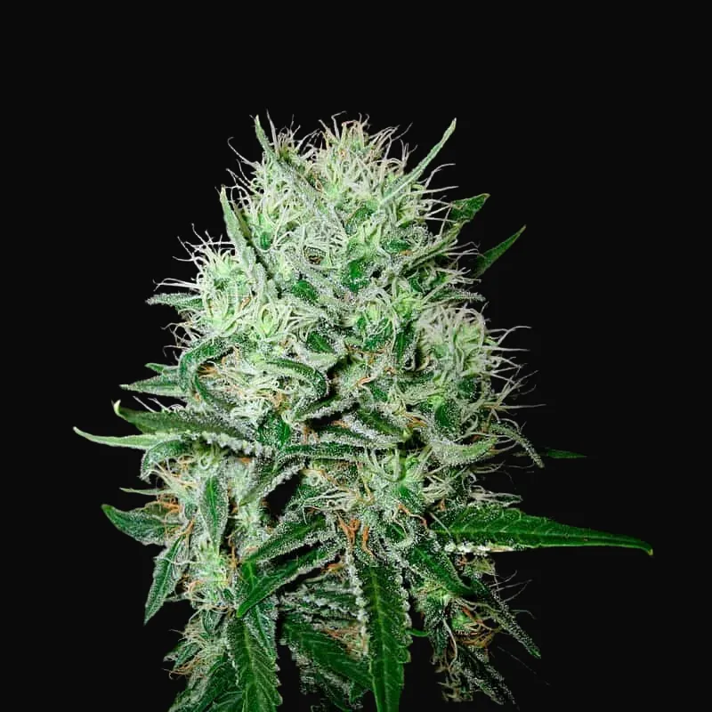 Auto Devil's Kiss
