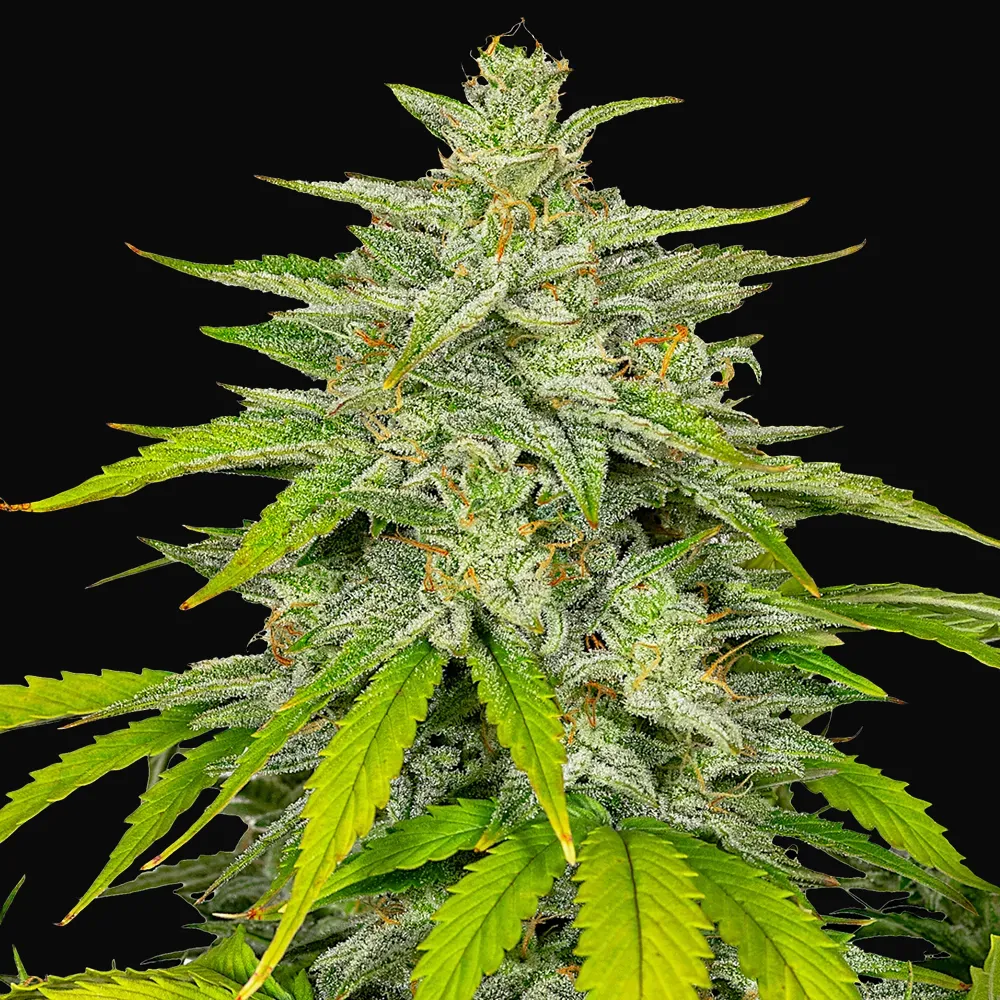 Auto Diesel