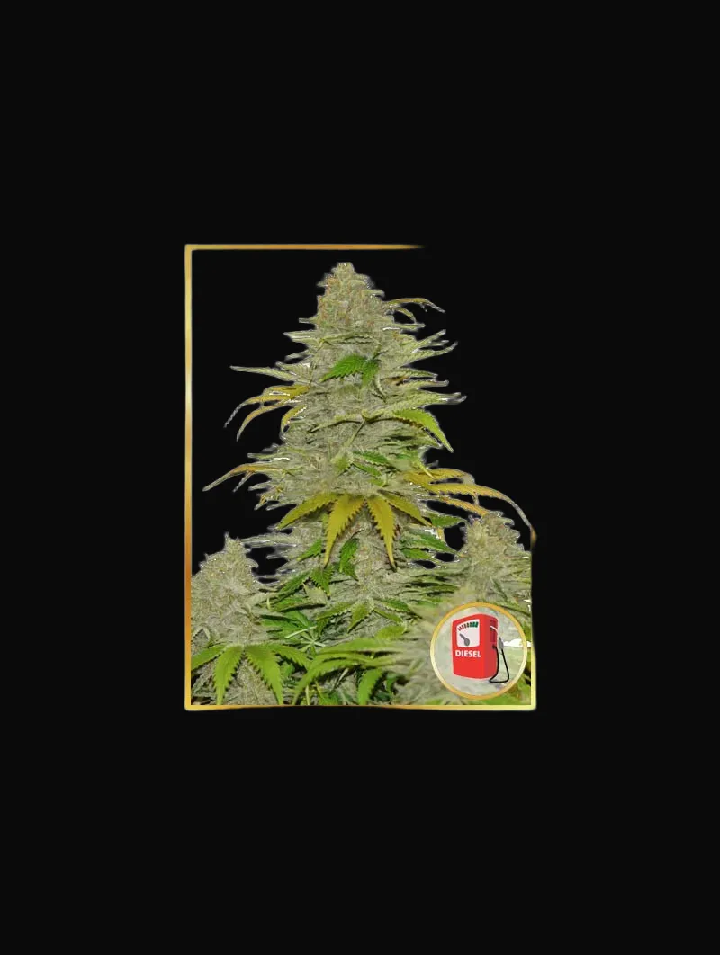 Auto Diesel Mass