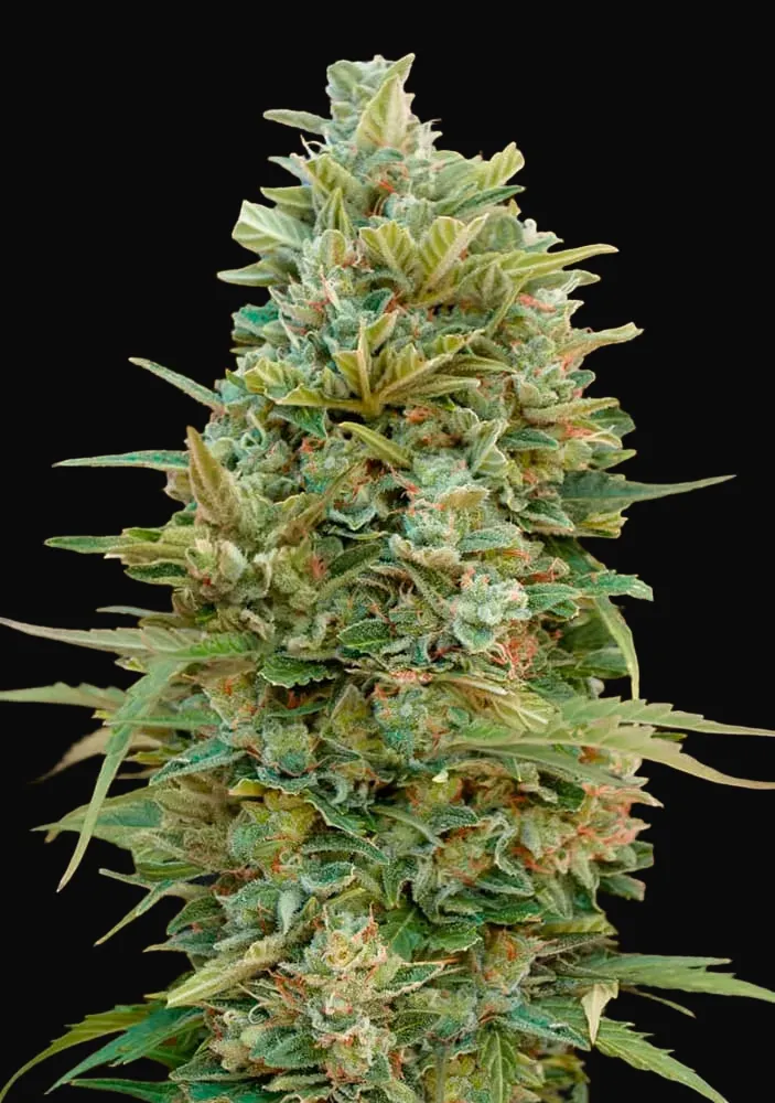Auto Do Si Dos Cookies
