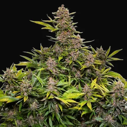 Auto Forbidden Cherry