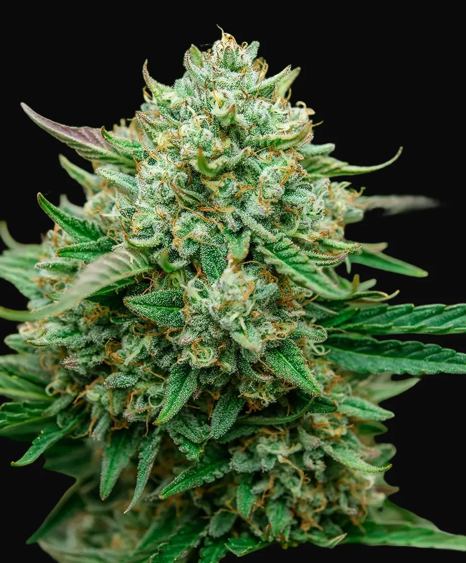 Fruit by the Foot Auto