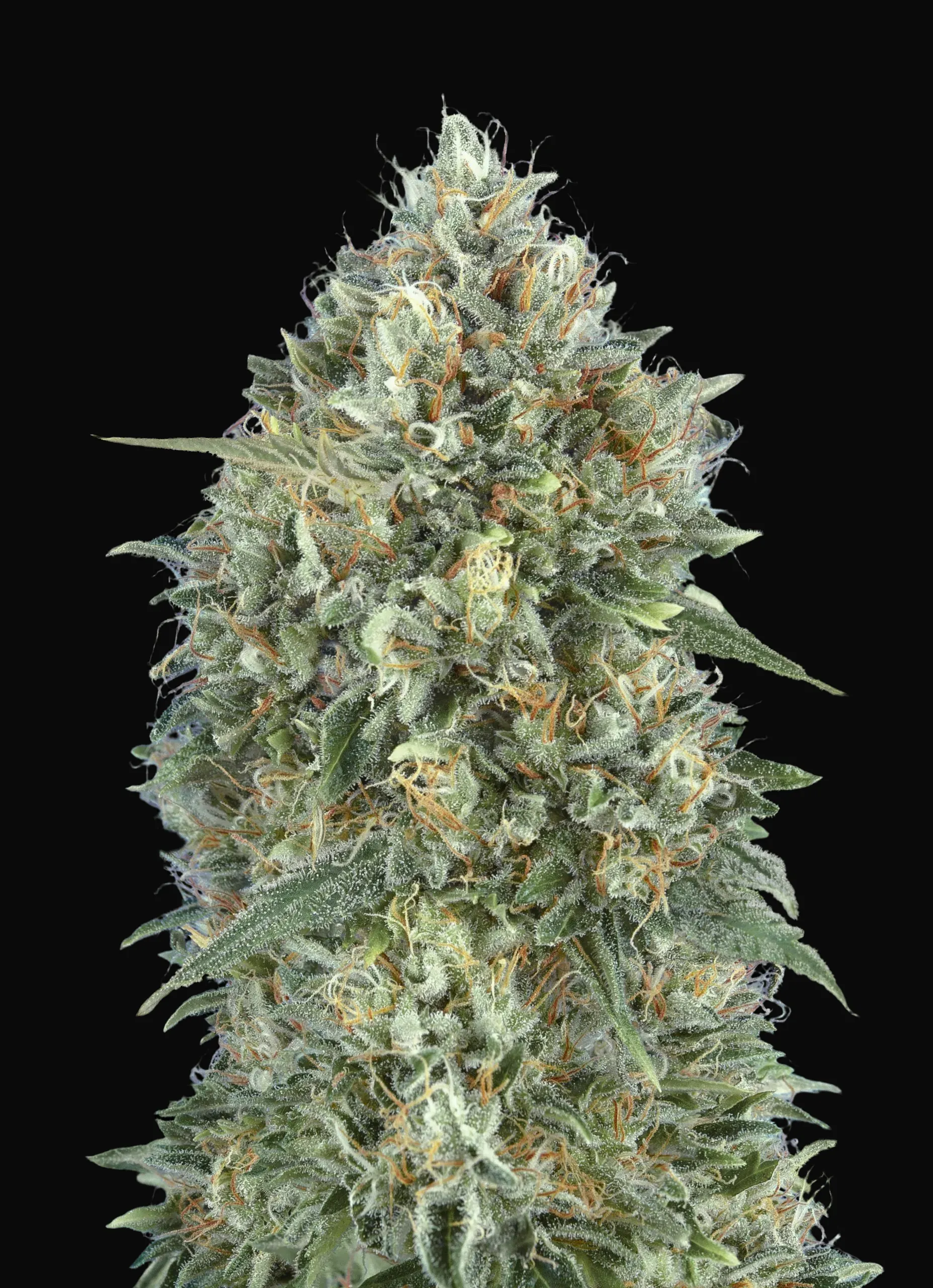 Auto Gelato 33