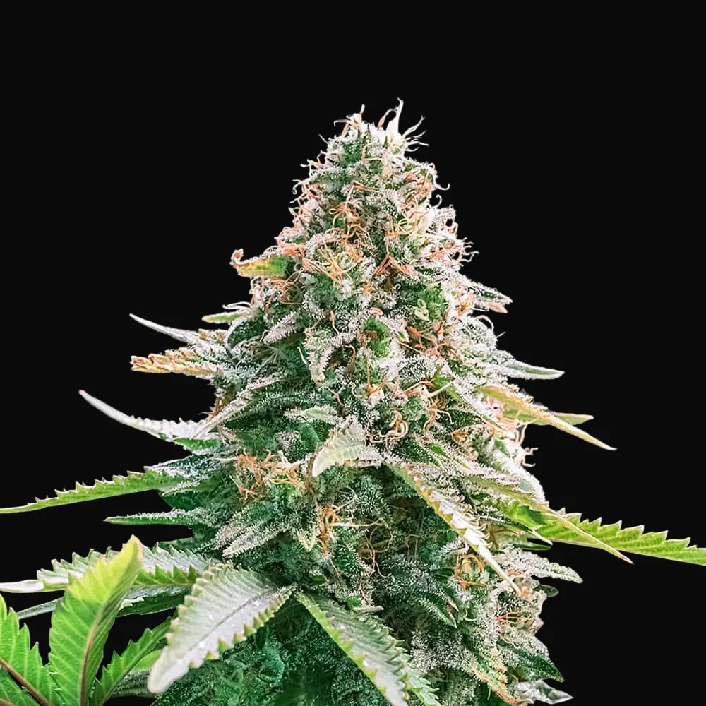 Auto Gelato Samba