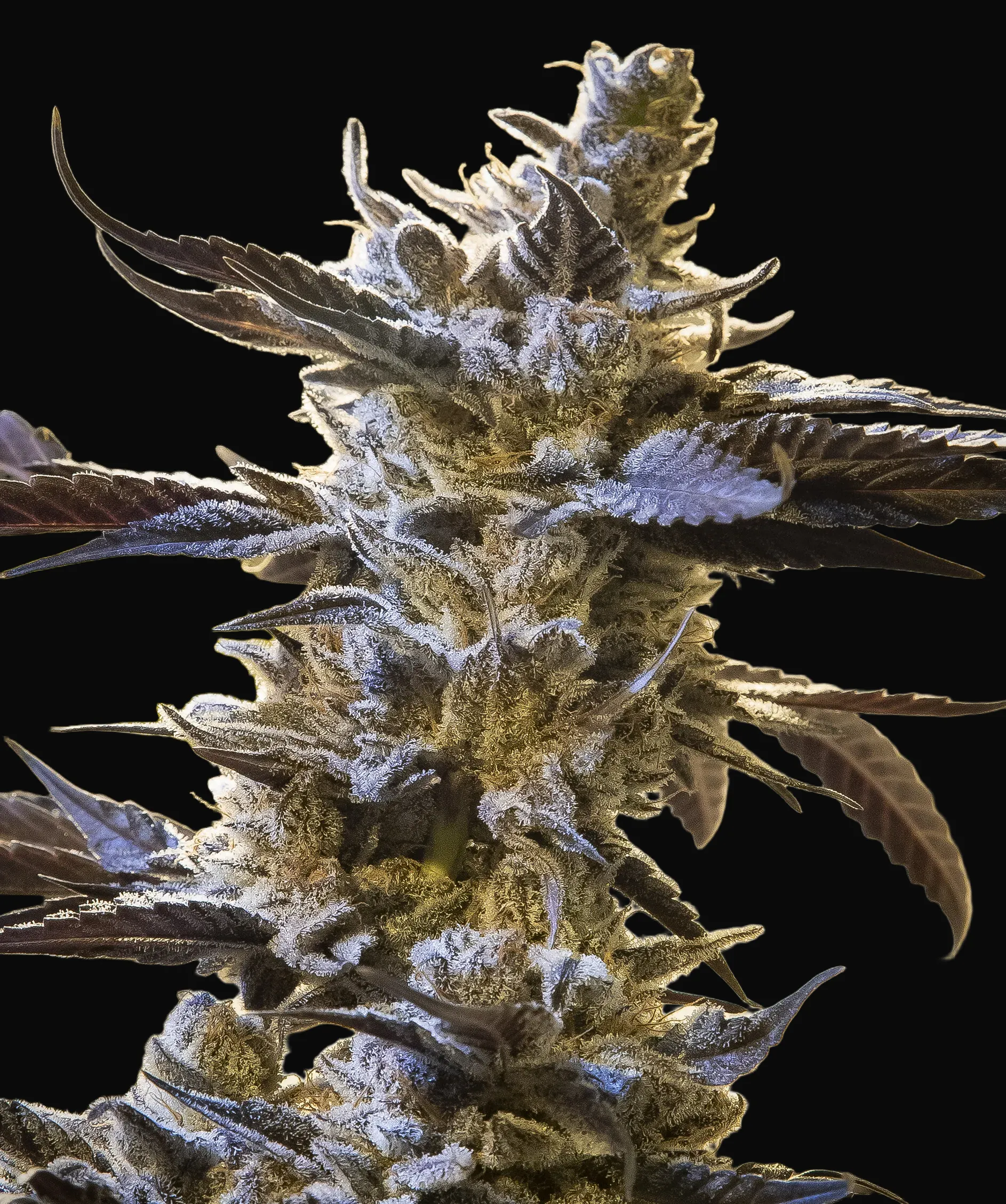 Ghost Train OG Auto