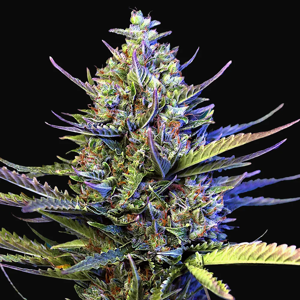 Auto Gigabud