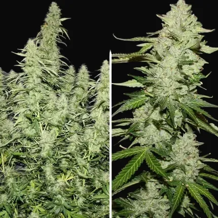 Auto Glueberry O.G.