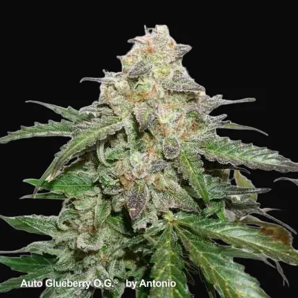 Auto Glueberry O.G.