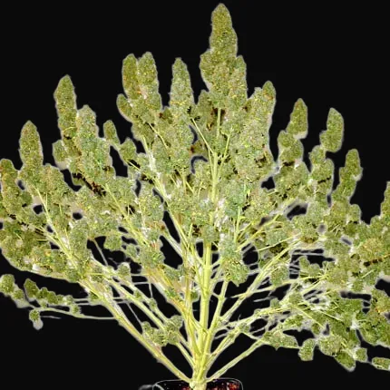 Auto Glueberry O.G.