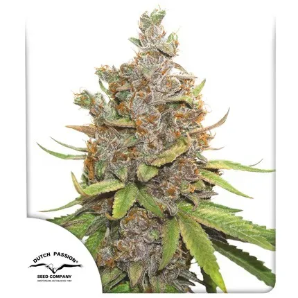 Auto Glueberry O.G.