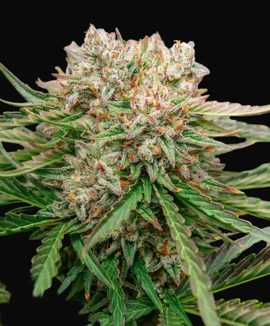 GMO OG Auto