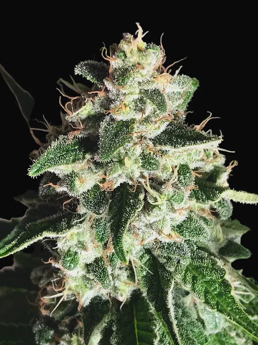 Auto God's Glue