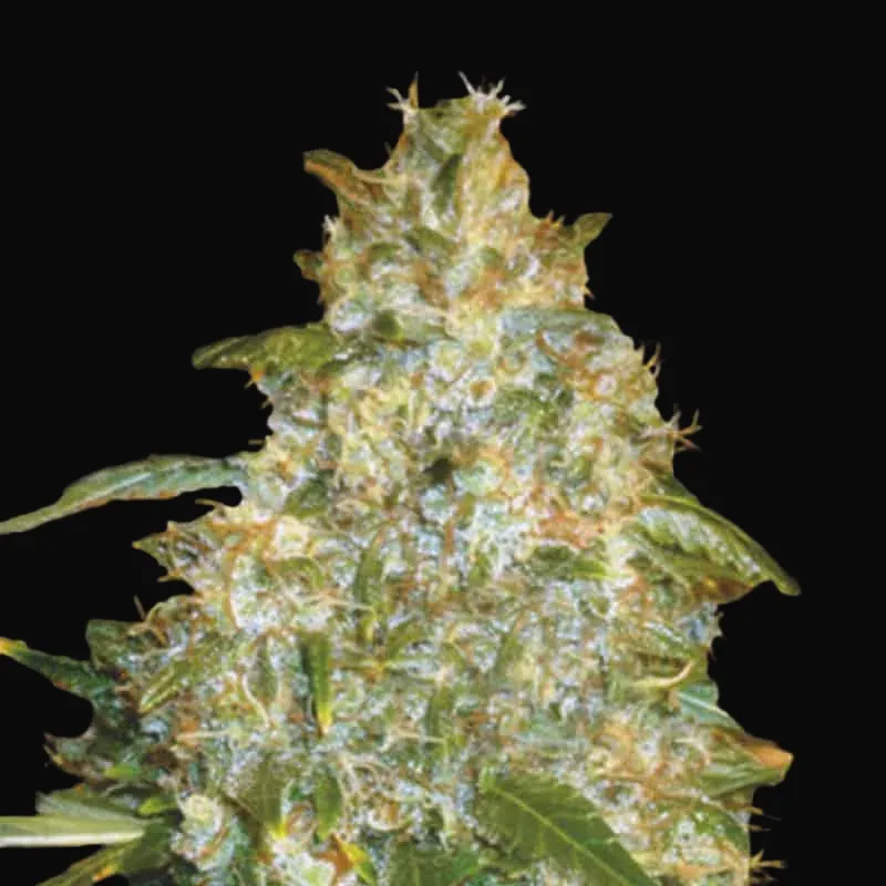 Auto Good Wild Shark