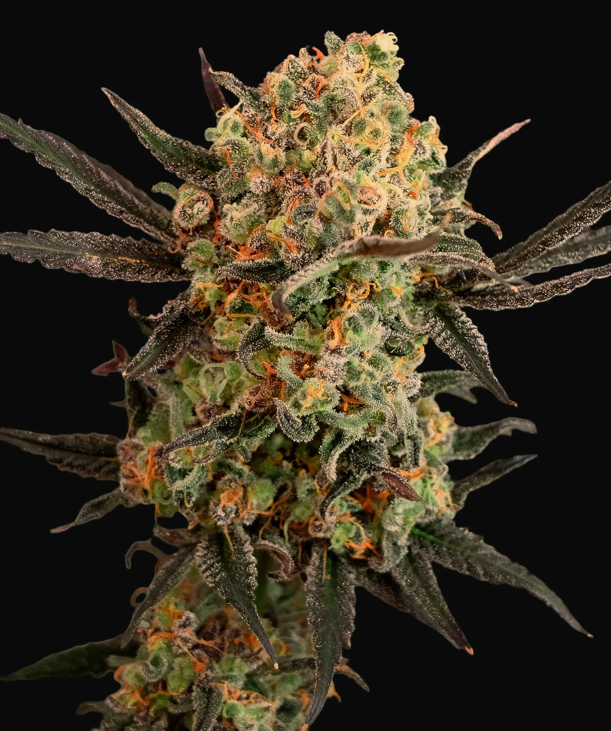 Gorilla Cookies Auto