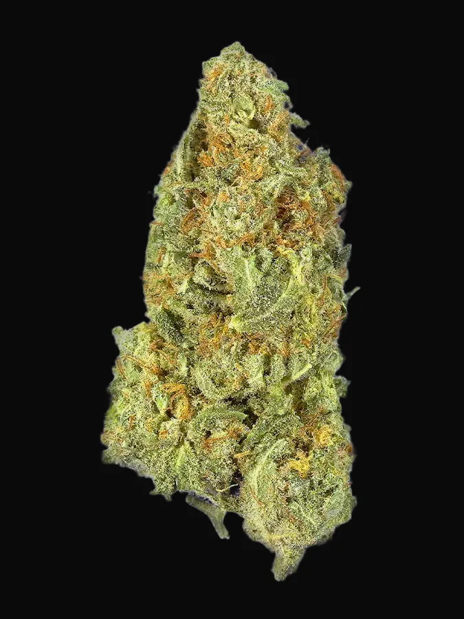TB Gorilla Auto