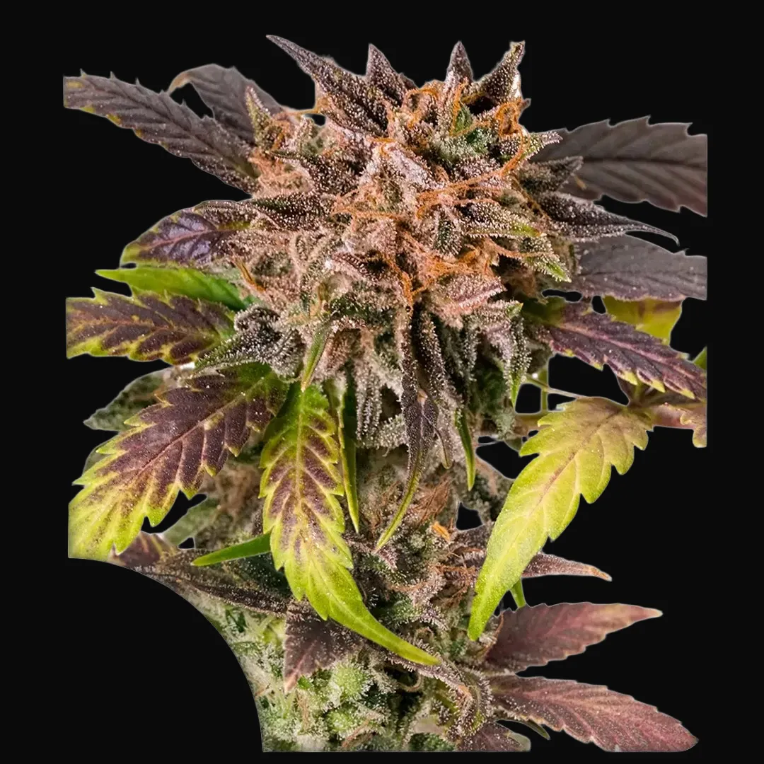 Auto GrapefruitZ