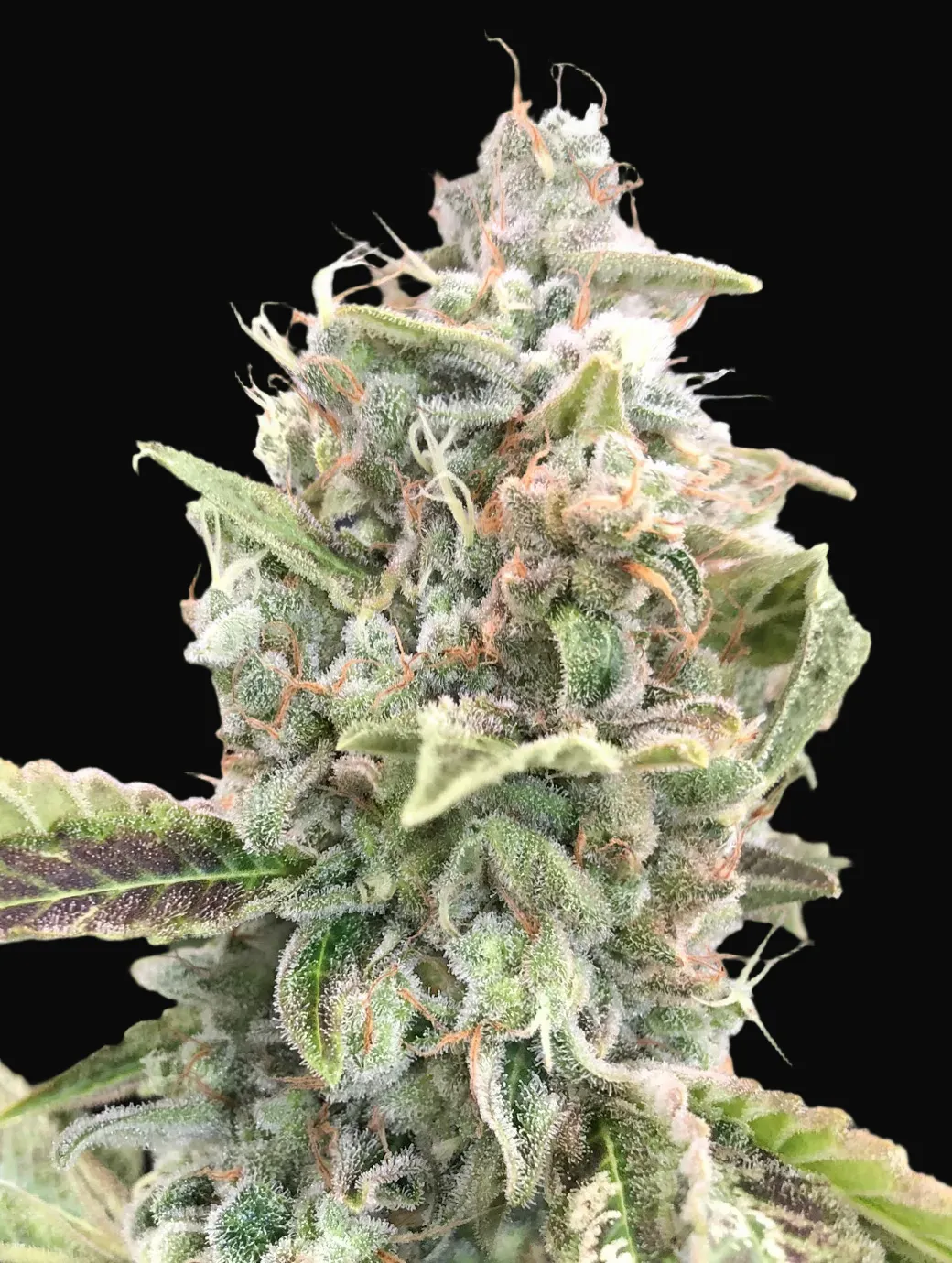Grateful Dead Auto