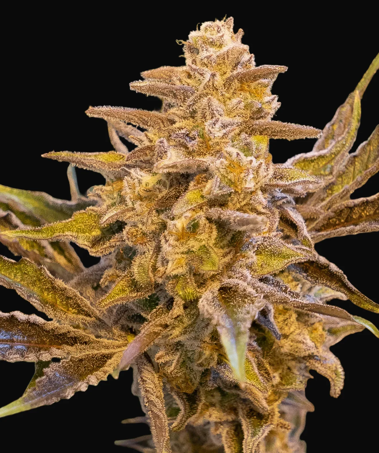 High Voltage Auto