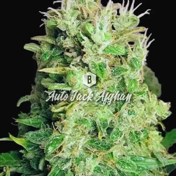 Auto Jack Afghan