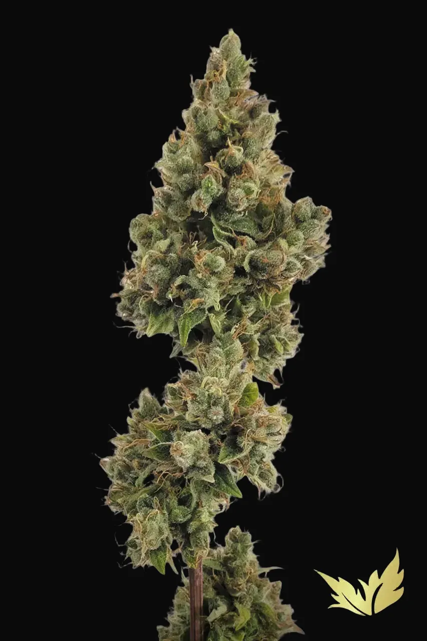 Auto Jack