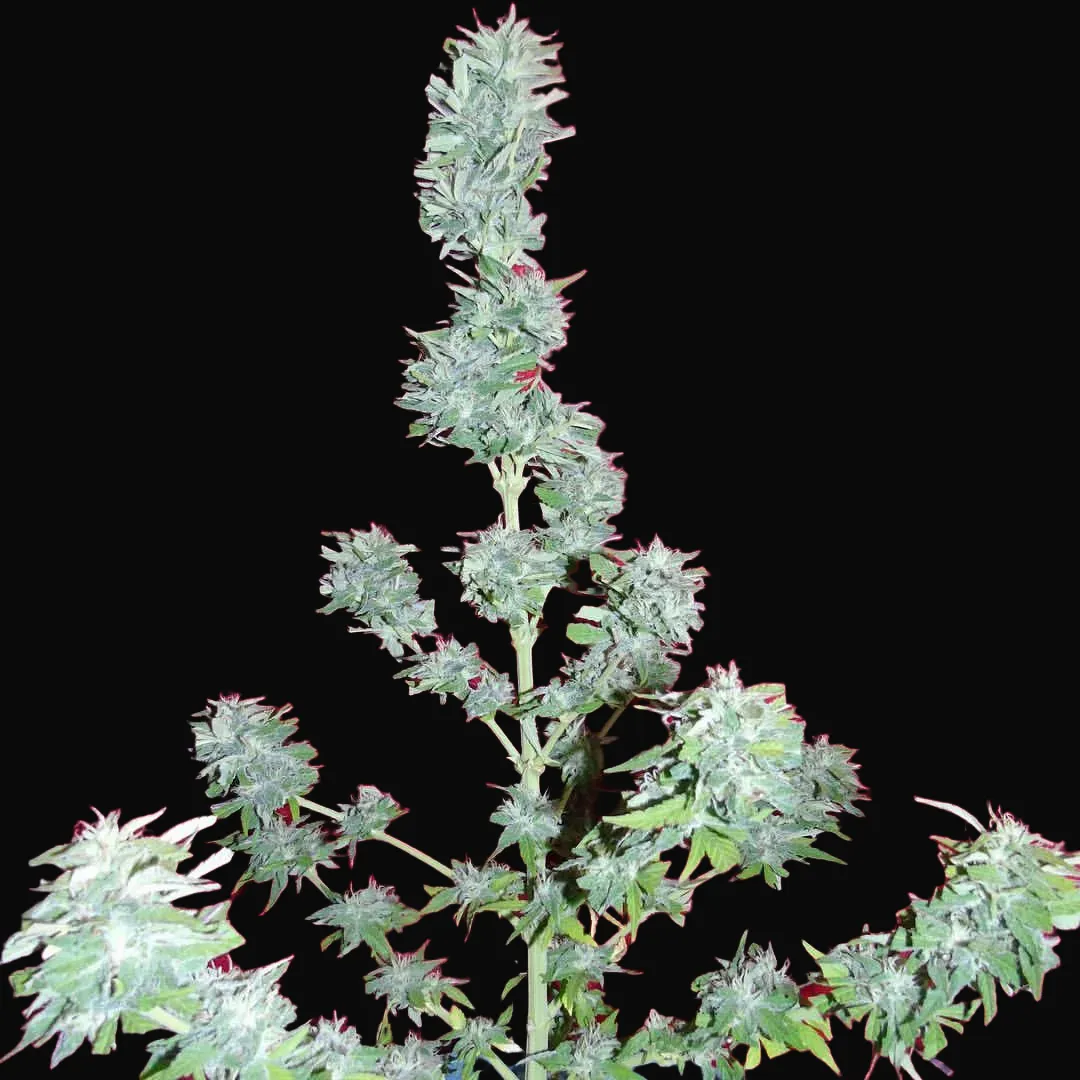 Auto King Kong
