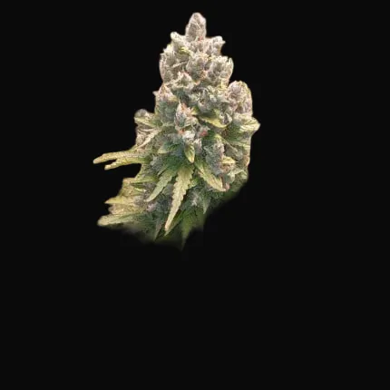 Auto Lemon Kix