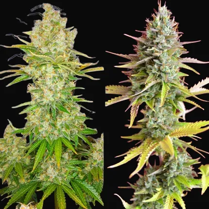 Auto Lemon Kix