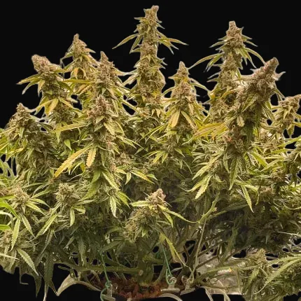 Auto Lemon Kix