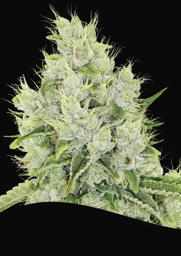 Auto Lemongrass