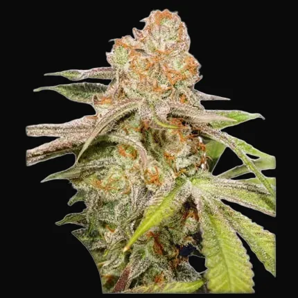 Auto MAC #1