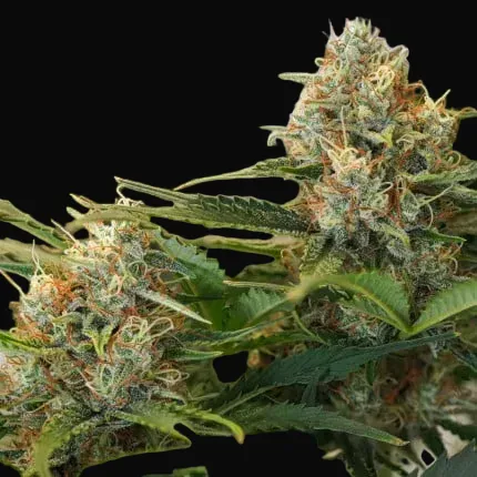 Auto MAC #1