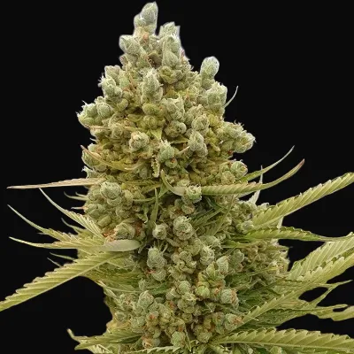 Auto Malawi x Northern Lights