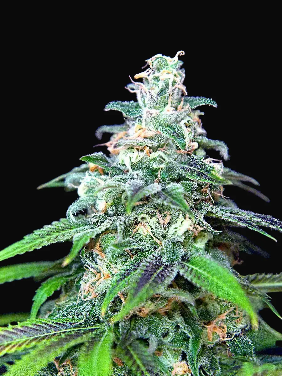 Auto Mandarin Haze