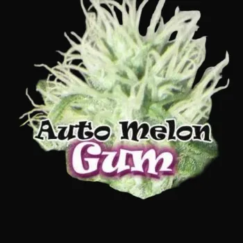 Auto Melon Gum