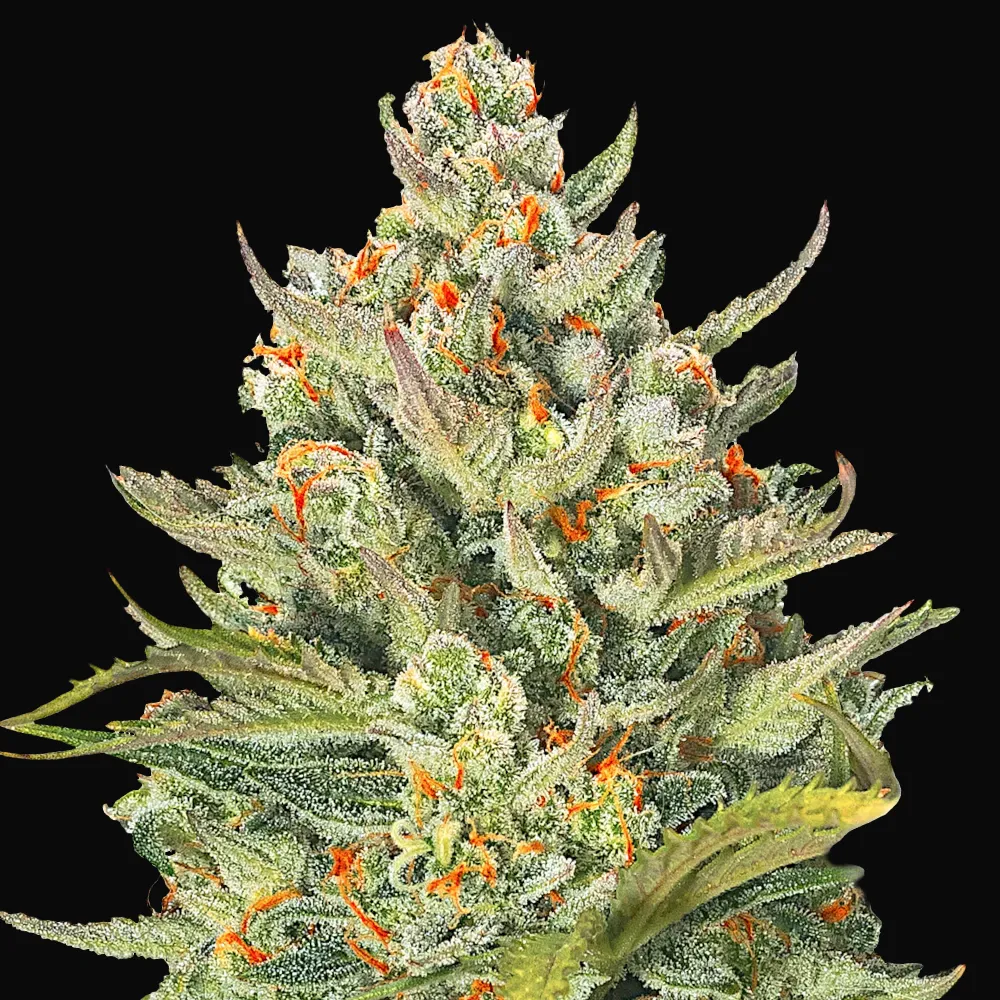 Auto Mimosa Max