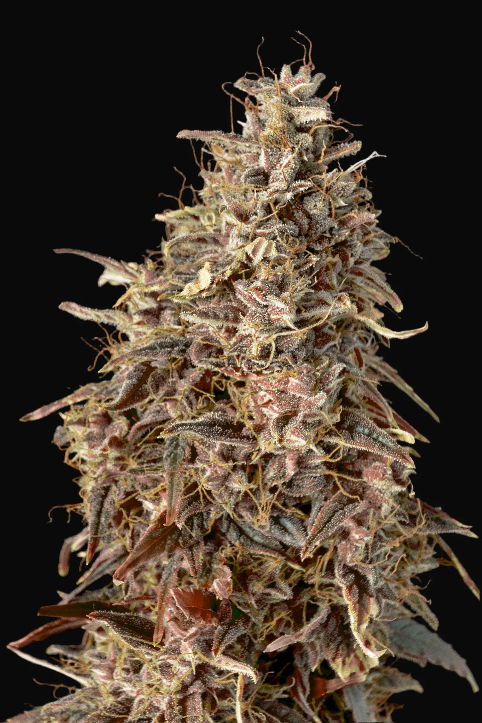 Auto Mimosa Punch
