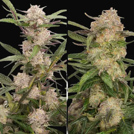 Auto Mimosa Punch