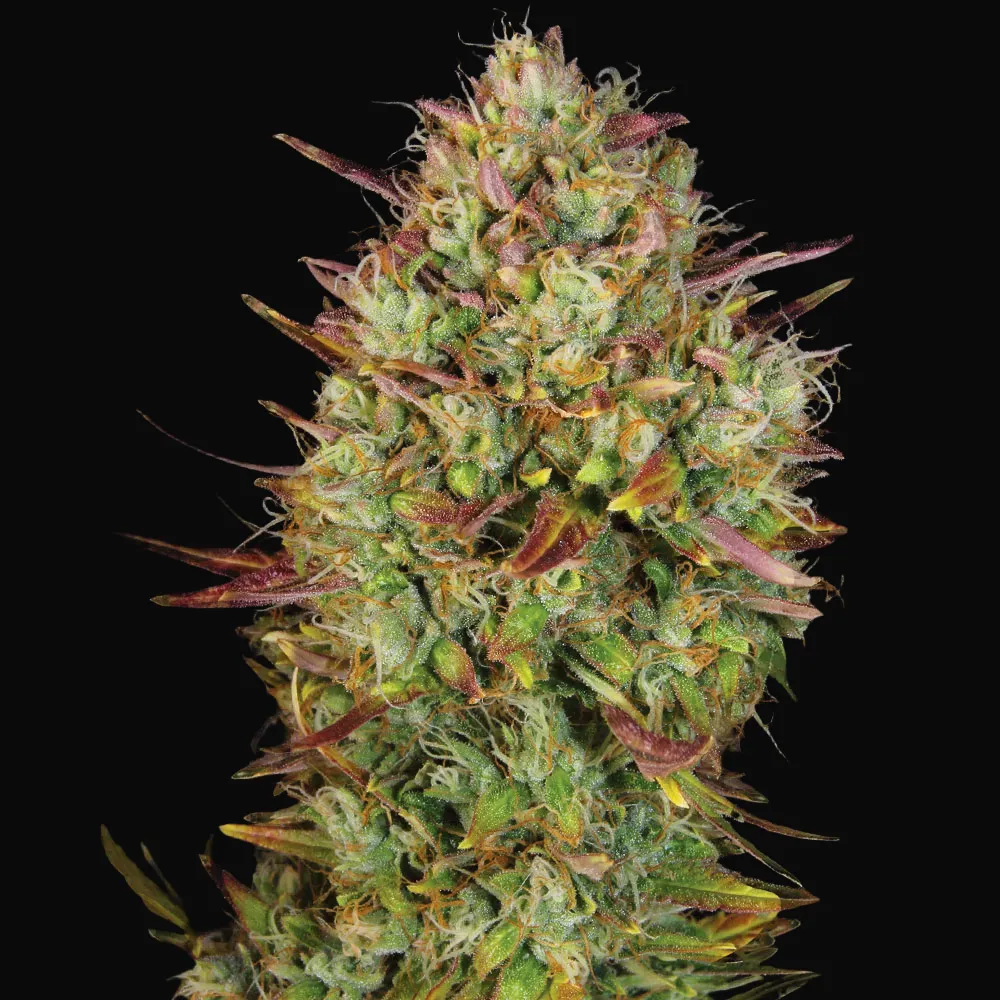 Auto MK-Ultra Kush
