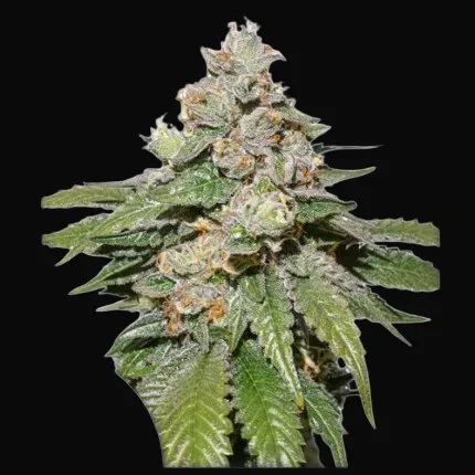 Auto Mokum's Tulip