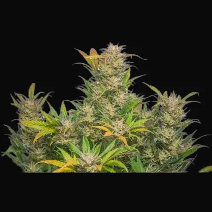 Auto Mokum's Tulip