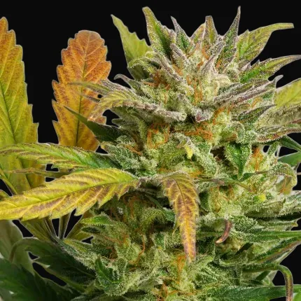 Auto Mokum's Tulip