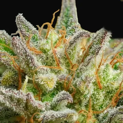 Auto Mokum's Tulip