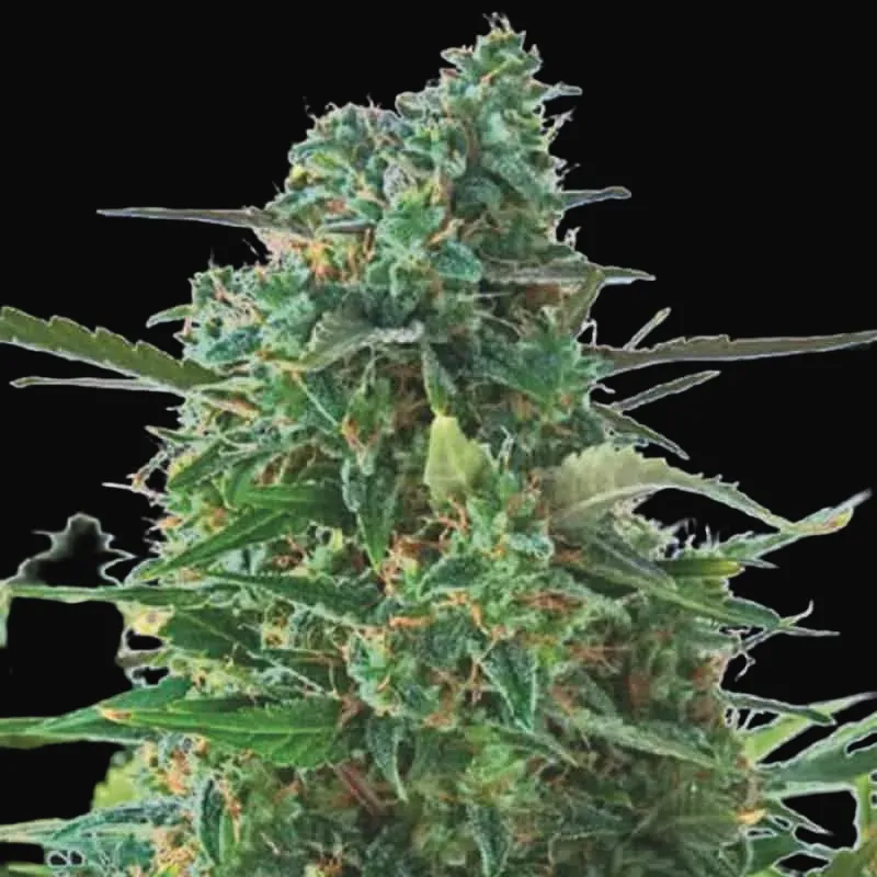 Auto NBA Diesel