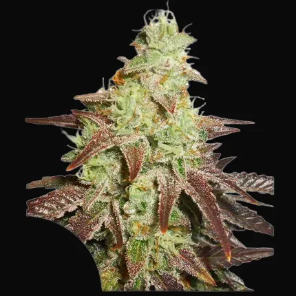 Auto Night Queen